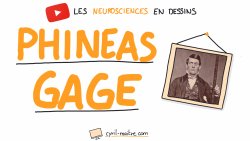 Vignette de L'INCROYABLE MÉSAVENTURE DE PHINEAS GAGE - Les neurosciences en dessins